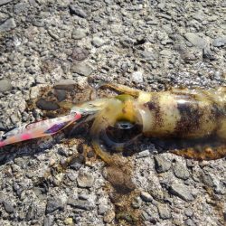 越前海岸でエギング